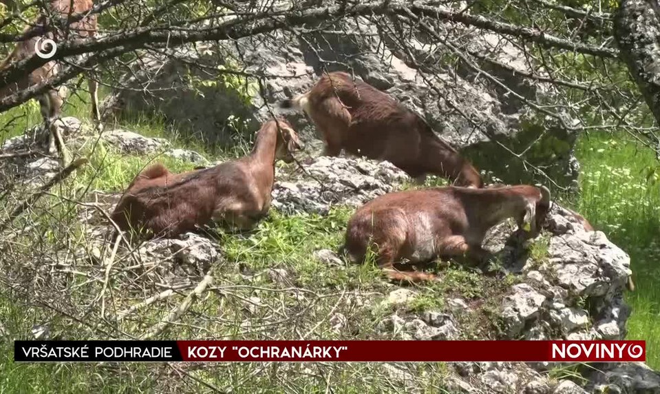 KOZY "OCHRANÁRKY"