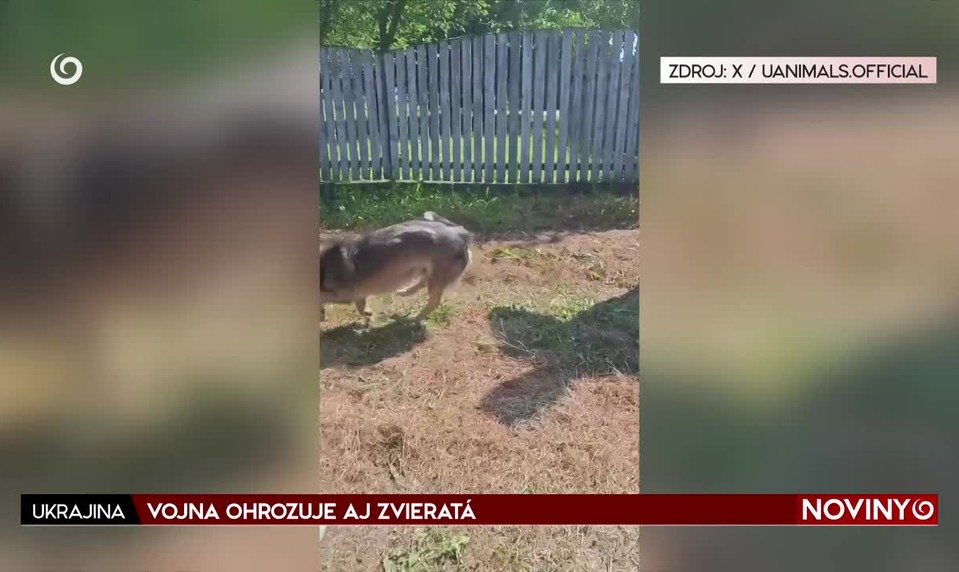 VOJNA OHROZUJE AJ ZVIERATÁ