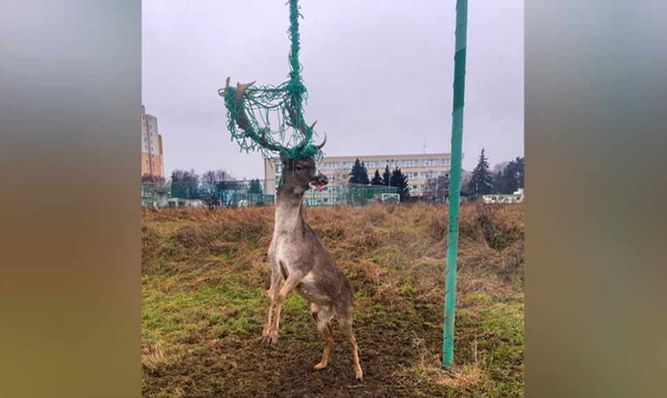 Vysoká zver čoraz častejšie zavíta do centra miest. Ako sa správať, keď na ňu natrafíte?