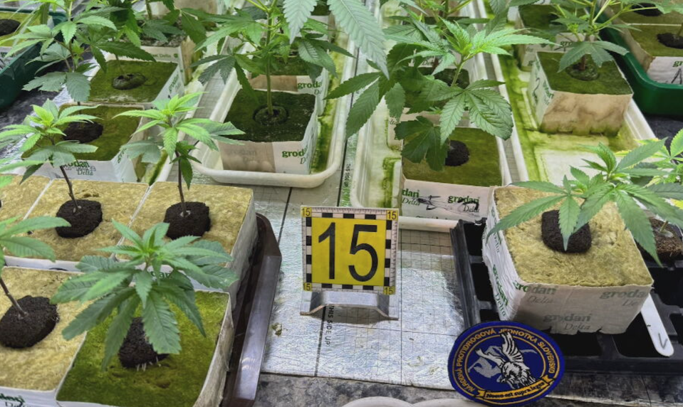 Rodinný biznis s marihuanou sa im nevyplatil. Otec a syn skončili za mrežami