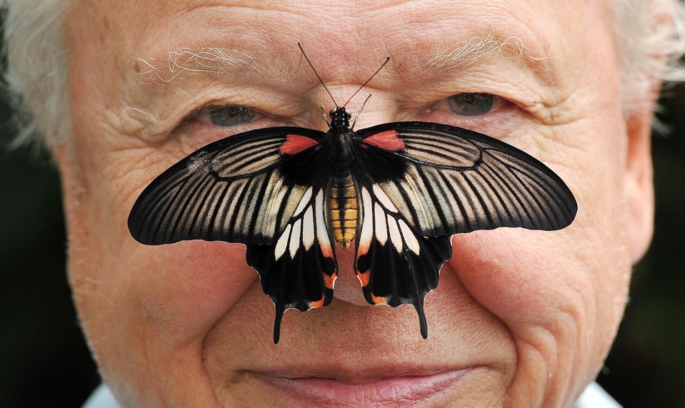 Sir David Attenborough oslavuje 100 rokov. Legendárny prírodovedec zmenil pohľad sveta na prírodu