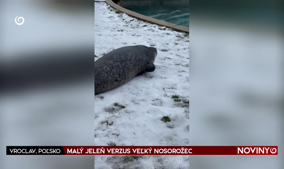 MALÝ JELEŇ VERZUS VEĽKÝ NOSOROŽEC