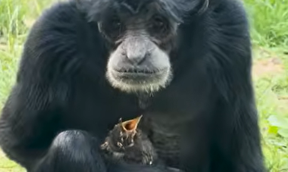 Opica v ZOO dojala ošetrovateľov: Postarala sa mláďatko vtáčika, ktorý spadol do jej výbehu