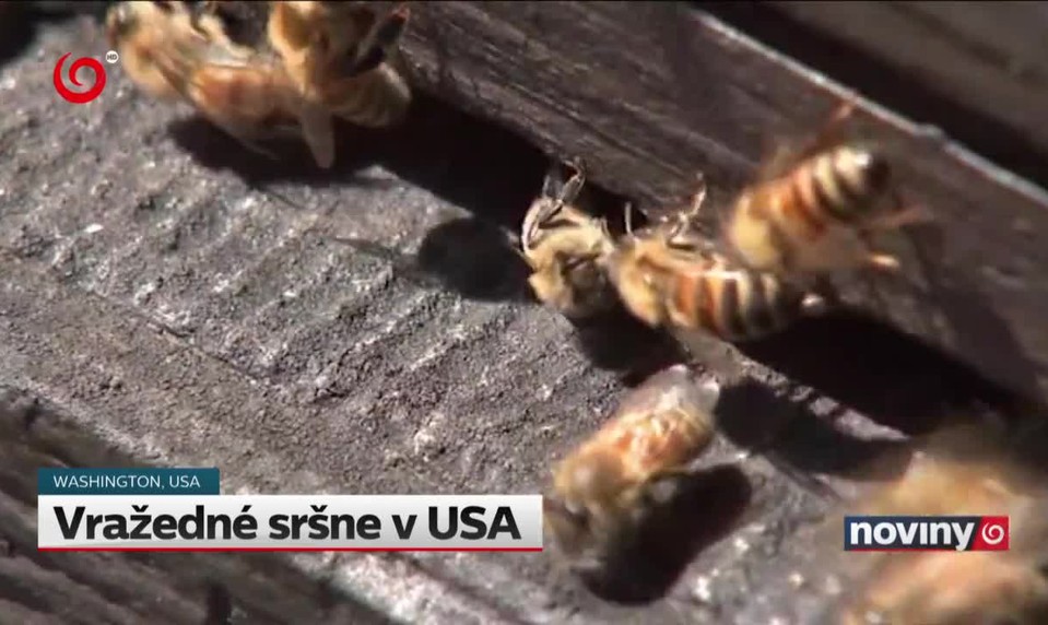 Vražedné sršne v USA