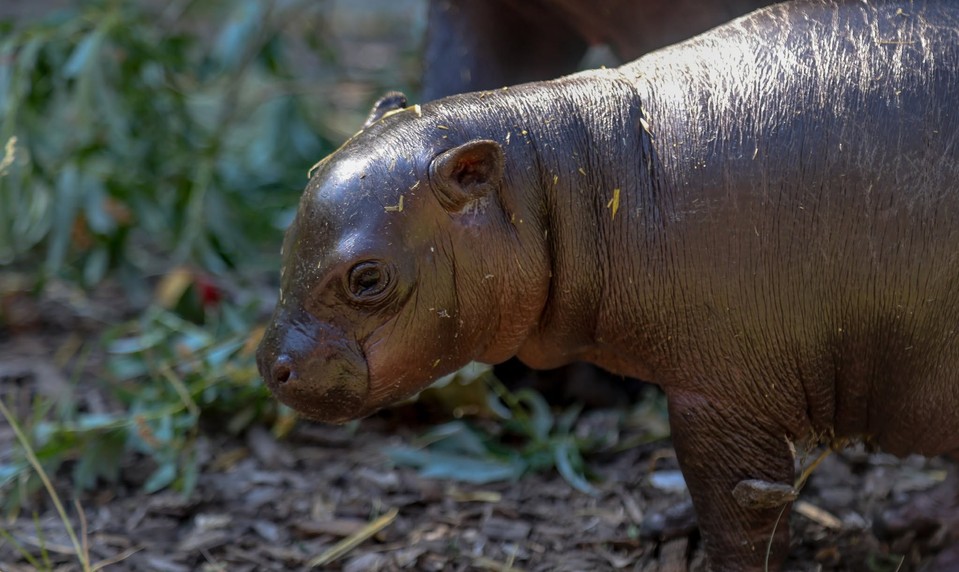 V ZOO Bratislava privítali vzácny prírastok: Narodila sa malá hrošica Bawu