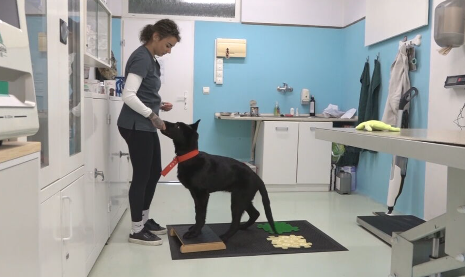 Nevedel sa postaviť na nohy, dnes robí pokroky. Príbeh Ravena dojíma