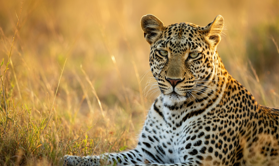 Český mních zomrel na Srí Lanke: V národnom parku ho zabil leopard