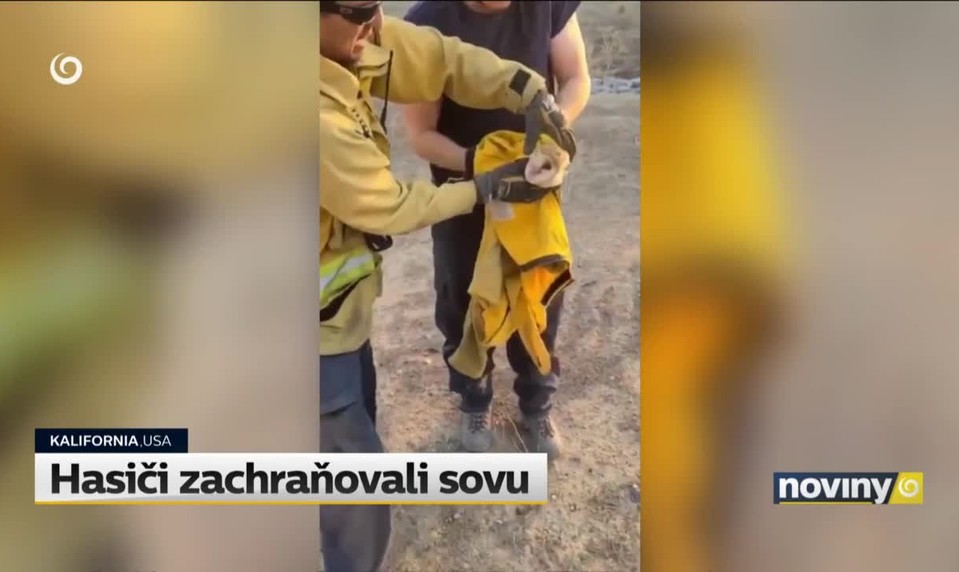 Hasiči zachraňovali sovu