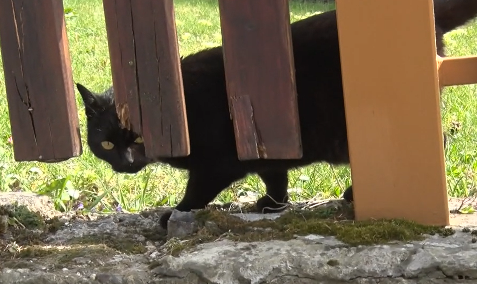 Vlna otráv desí obce: Neznámy páchateľ rozhadzuje jed, hynú mačky