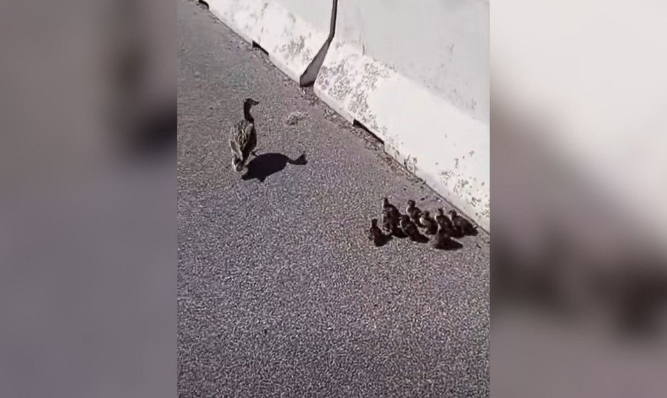 Nečakaní účastníci premávky: Kačacia rodinka zastavila bratislavský obchvat