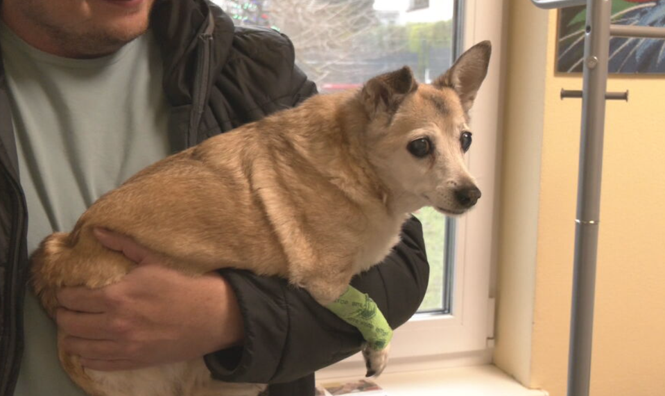 Silvester bez stresu: Ako ochrániť domáce zvieratá pred pyrotechnikou?