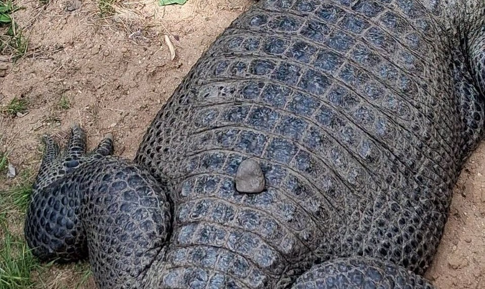 Zoo zverejnila znepokojivé zábery. Návštevníci hádzali po zvieratách kamene a iné predmety
