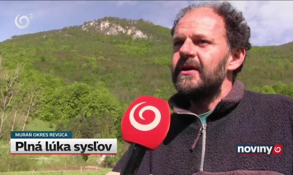 Plná lúka sysľov