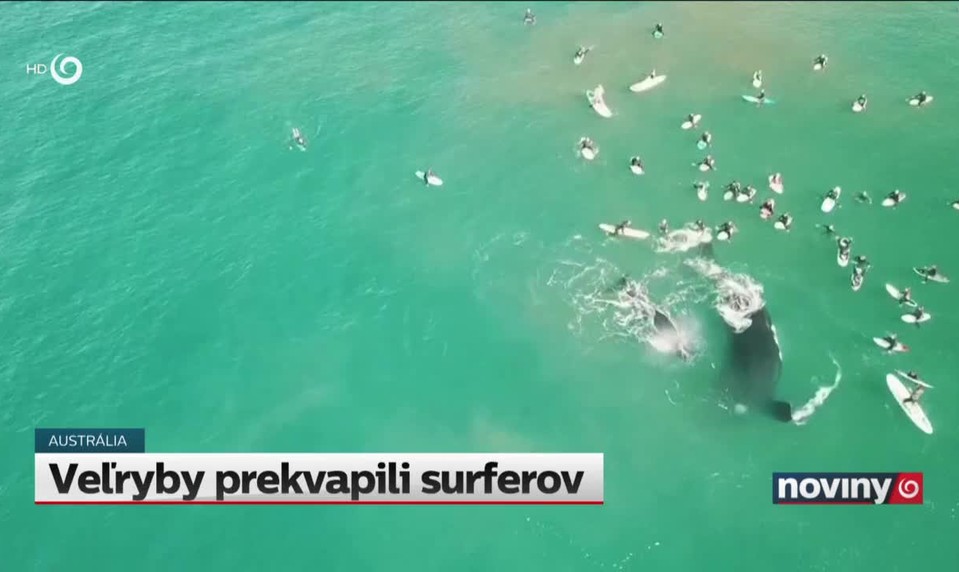 Veľryby prekvapili surferov