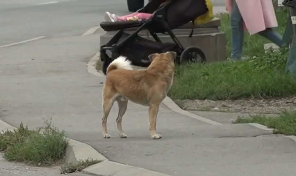 Slovák pod vplyvom alkoholu usmrtil psa lopatou, dostal podmienku