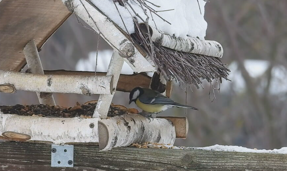 Vtáčia hodinka láme rekordy. Slováci sčítali vyše 124-tisíc vtákov