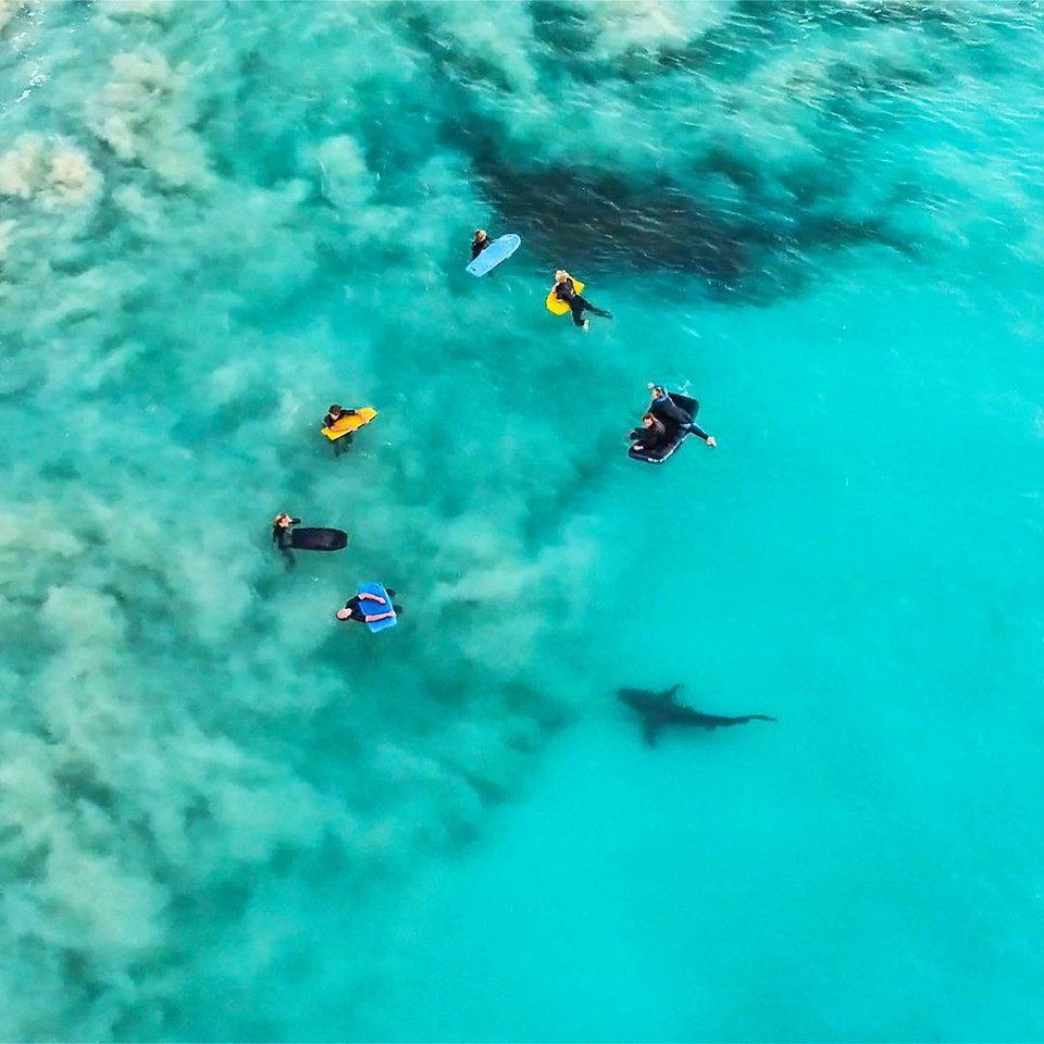 Húf žralokov pri austrálskom pobreží