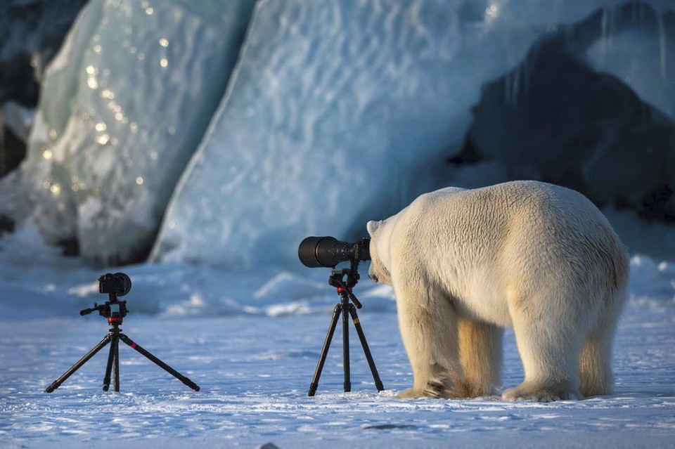 adový medveď uspel v kategórii Comedy Wildlie Photography Awards 2018 