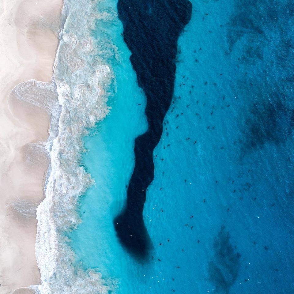 Húf žralokov pri austrálskom pobreží 