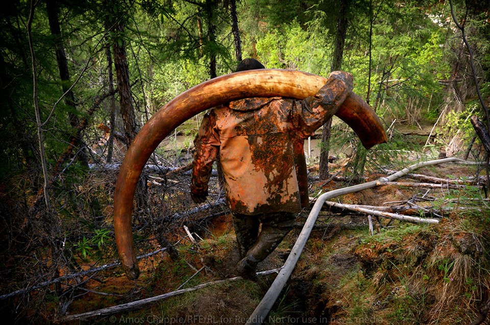 Ilegálni lovci mamutích pozostatkov