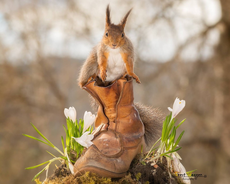 Život veveričiek