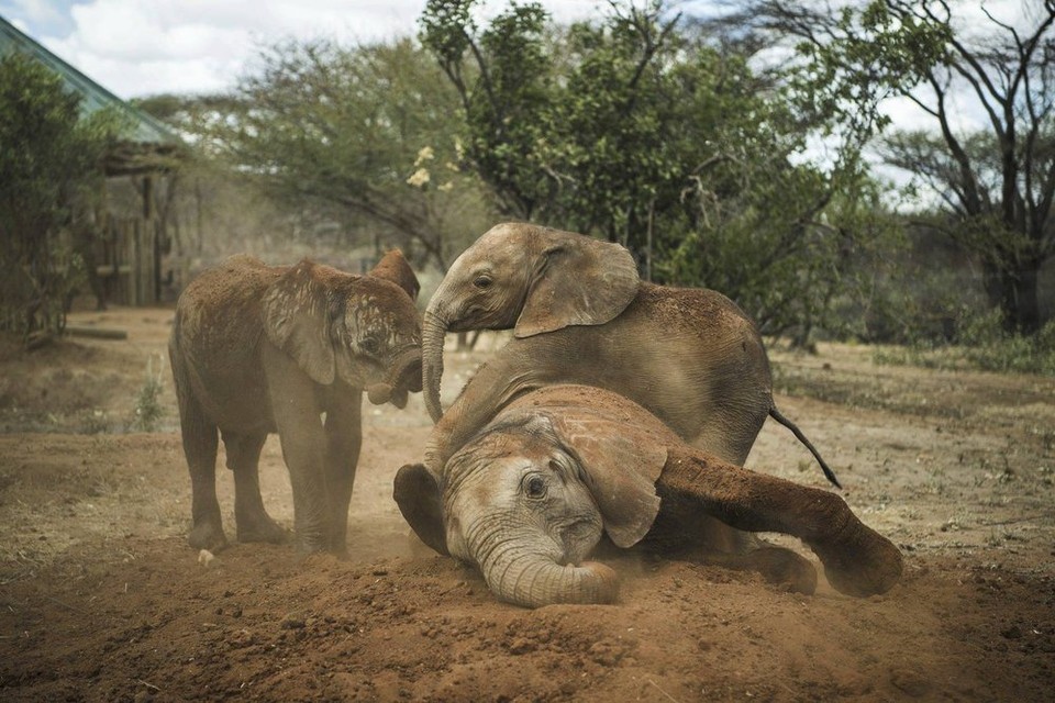 Víťazná fotografia v kategórií Nature stories na World Press Photo 2018 