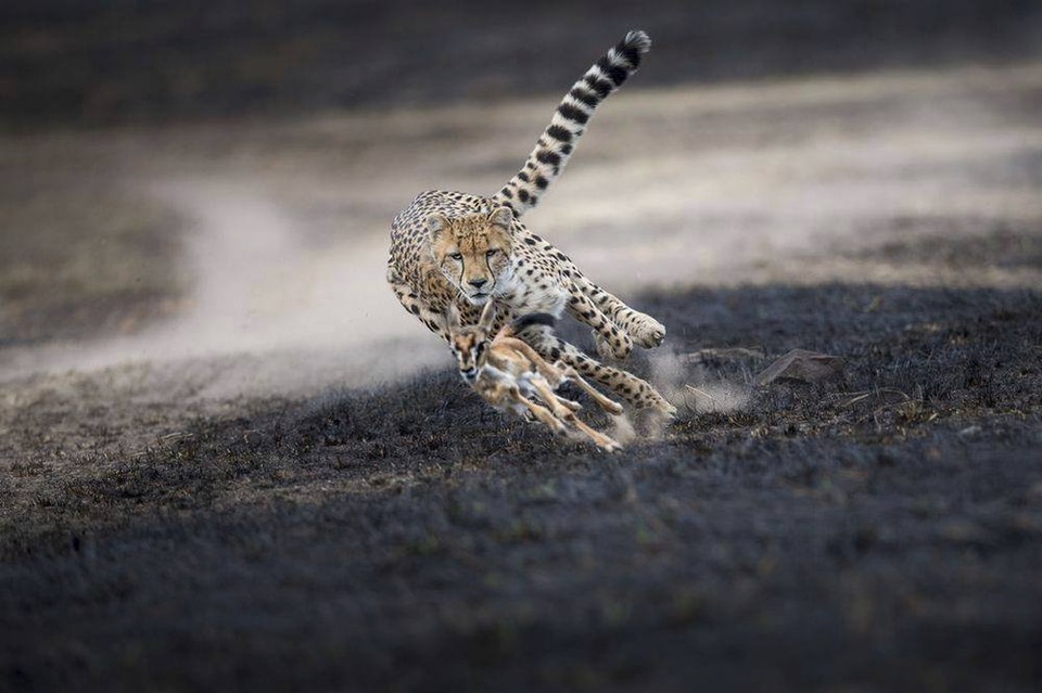 Fotografia leoparda a jeho obete bola ocenená verejnosťou v kategórii People´s Choice Wildlife v rámci National Geographic Photo 2018 