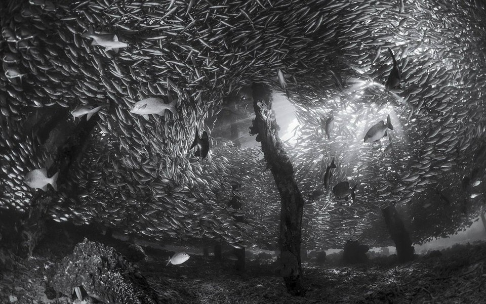 Víťazná fotka súťaže Australian Geographic Nature Photographer of the Year 2018 