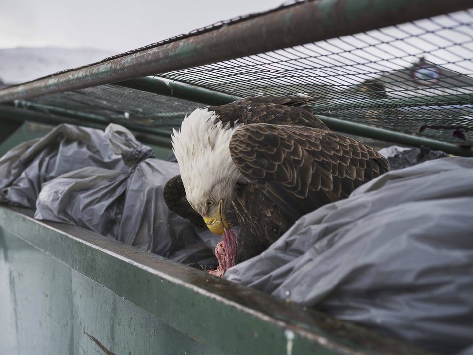 Prvé miesto v kategórii Príroda na World Press Photo 2018 