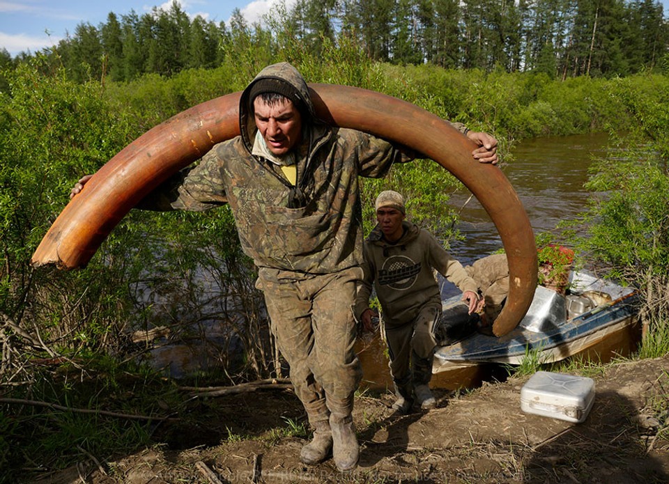 Ilegálni lovci mamutích pozostatkov