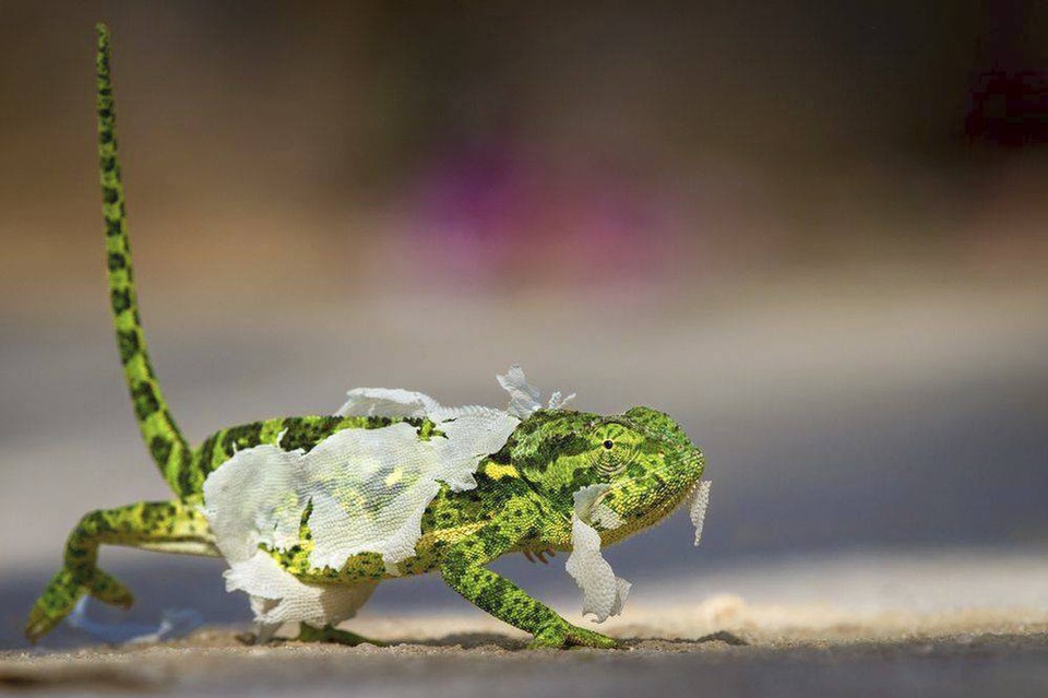 Fotka chameleóna bola ocenená verejnosťou v kategórii People´s Choice Wildlife v rámci National Geographic Photo 2018 