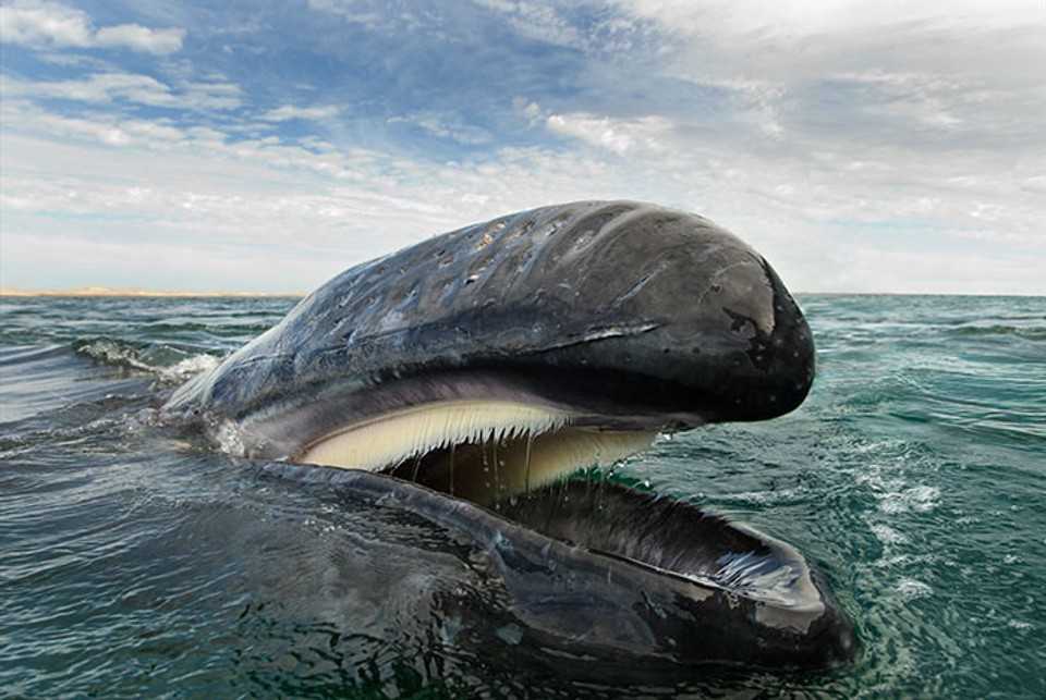 Veľryby a delfíny
