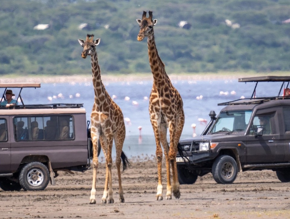 Africkú divočinu ničí šialený trend zo sociálnych sietí: Počuli ste o tejto atrakcii?