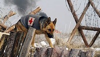 Rin Tin Tin: Štvornohý hrdina
