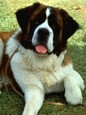Beethoven