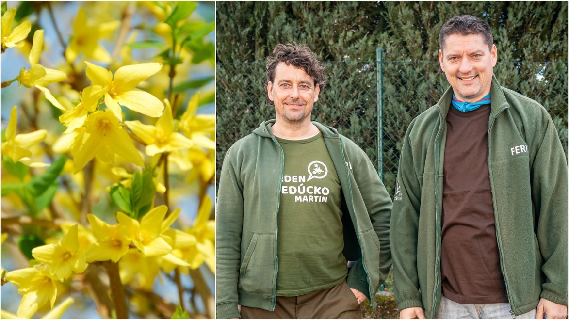 Chcete mať v záhrade zlatý dážď? Tento krík zvládne bez problémov vypestovať naozaj každý!