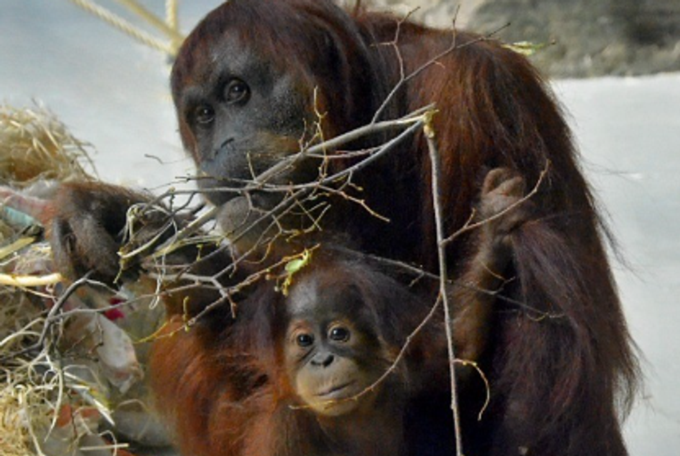 Blíži sa udalosť roka: Benefičný beh ORUNgutan odštartuje už o 64 dní!