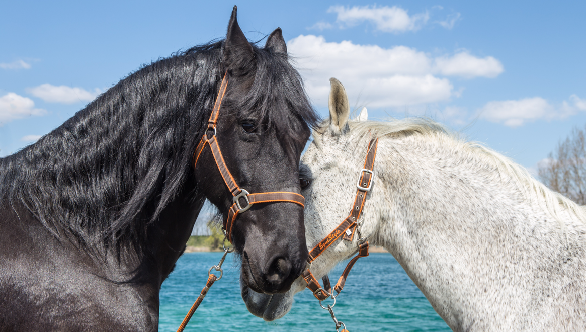 VEĽKÁ LETNÁ SÚŤAŽ s Divokými koňmi: Hrajte s nami o kopu skvelých cien!