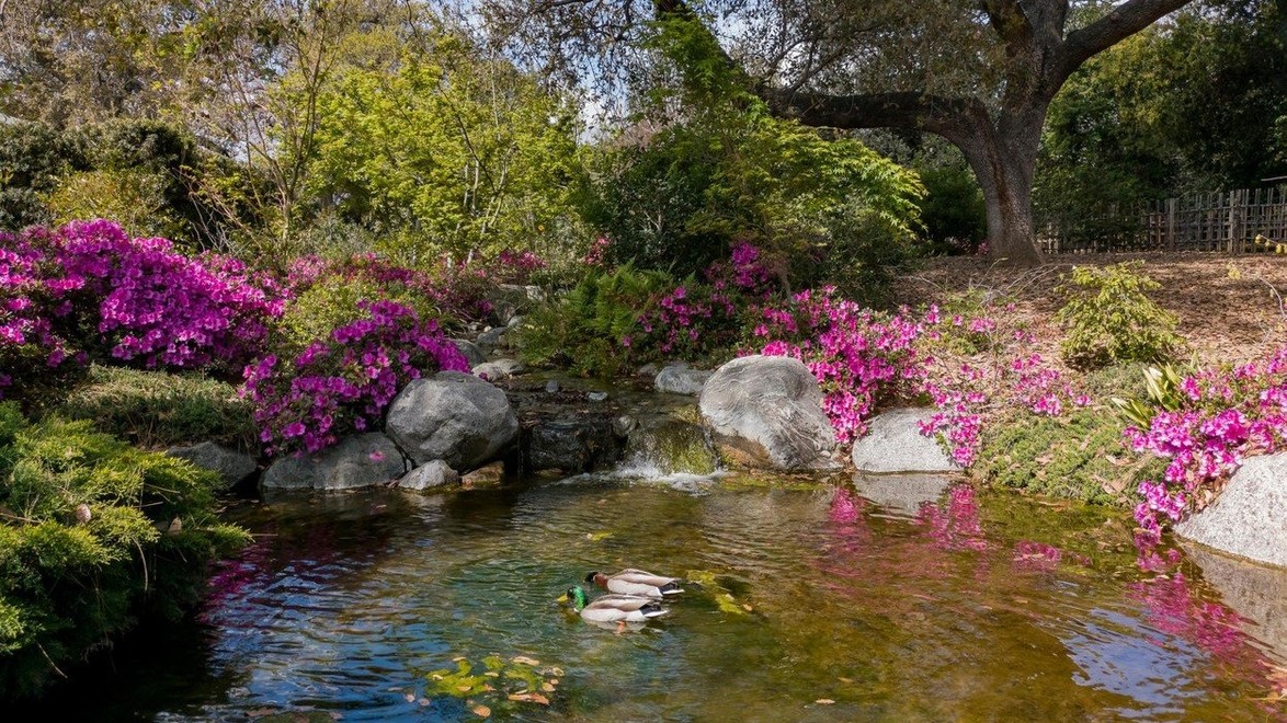 Trápia vás nepríjemné riasy v záhradnom jazierku? Takto sa ich zaručene zbavíte!