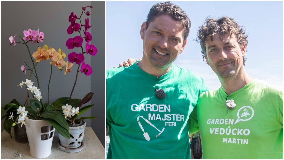 Pestujete doma orchideu, ale prestala vám kvitnúť? TAKTO ju prinútite vyhnať púčiky!