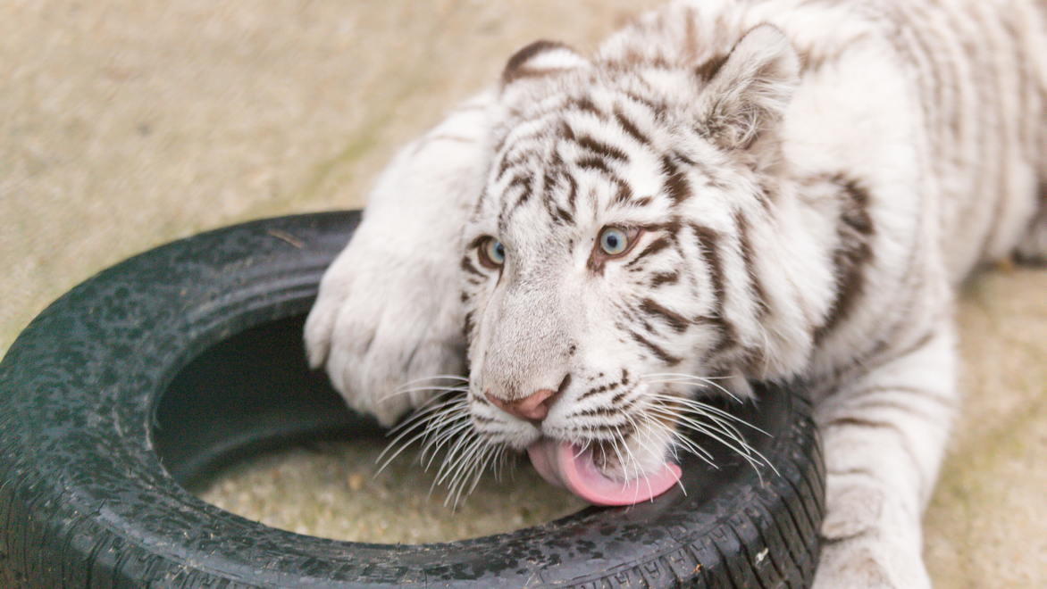 Zvieratká valcujú aj internet: Pozrite si najvirálnejšie videá ako dôkaz!