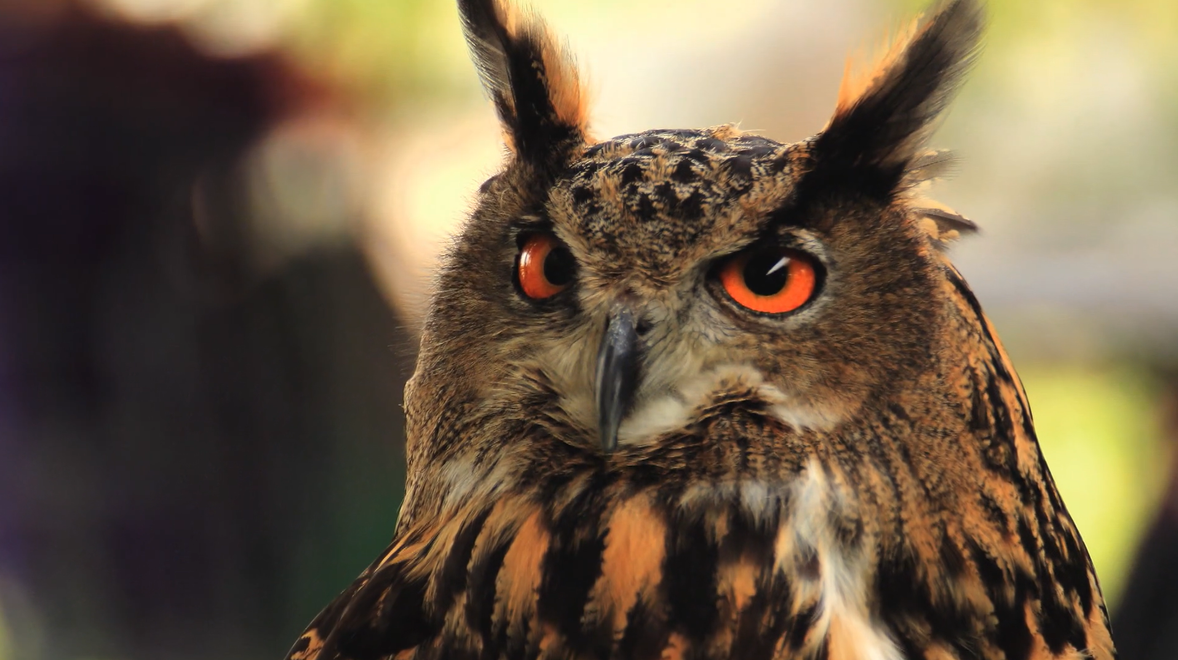Prírodné tajomstvá odhalené: Nenechajte si ujsť seriál Super zmysly!