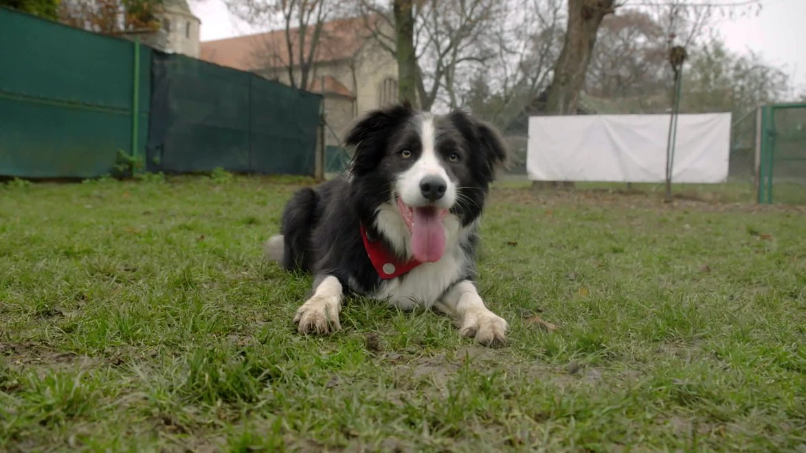 Pikošky o seriáli Bodka: Zločinci v štábe!