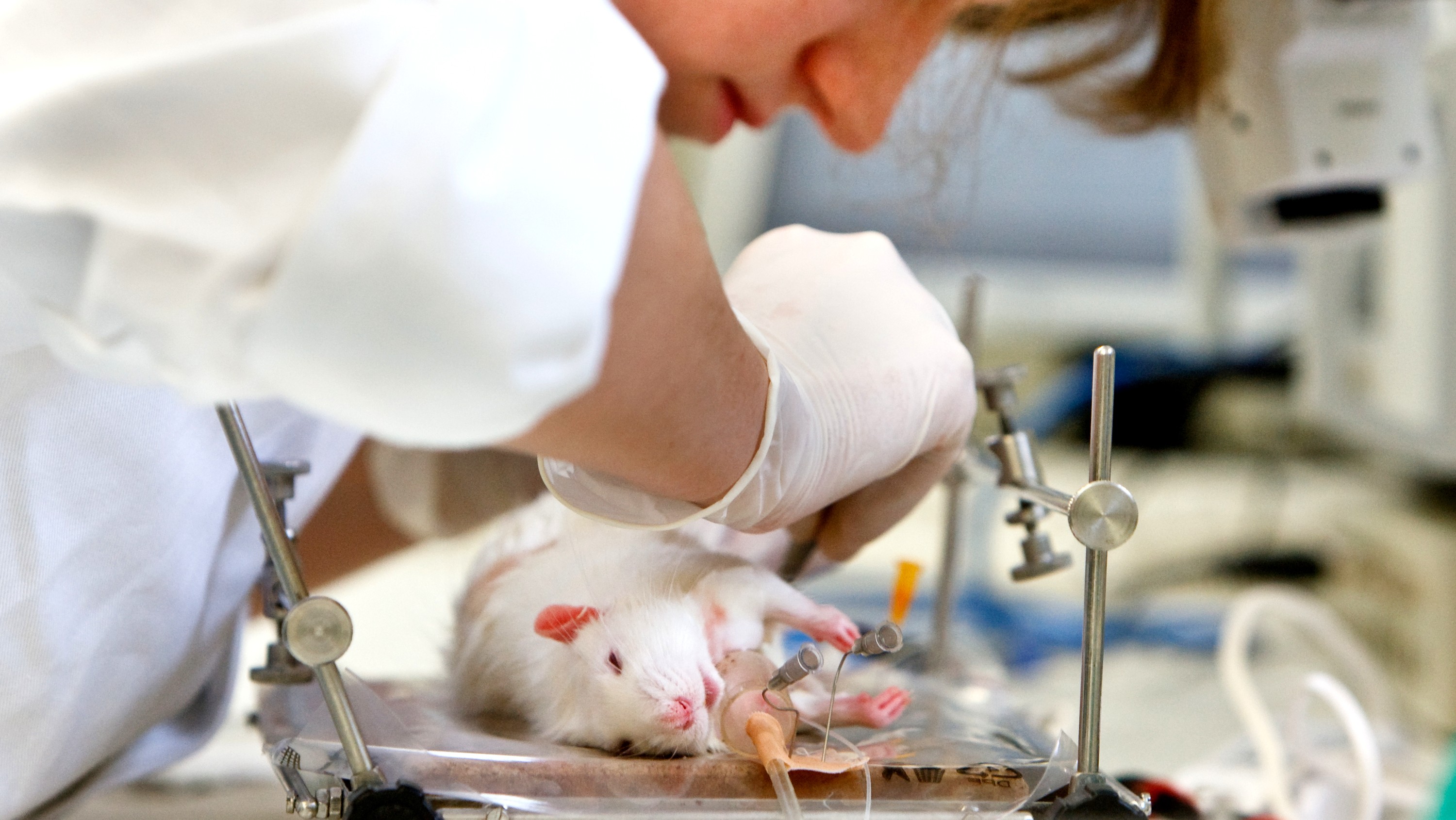 Pokus na laboratórnom zvierati? Takto to funguje | Noviny.sk